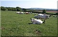 Cattle near Diptford