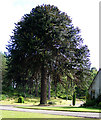 Monkey Puzzle Tree at Loch na Bo