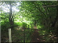 Footpath through Tangle Wood