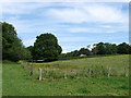 Marshy Ground near White Coppice Farm