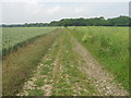 Footpath to Dodds Willows Wood