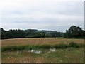 Pond near White Coppice