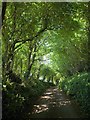 Dark lane, North Huish