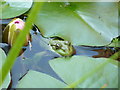 Frog in garden pond in Davington, Faversham