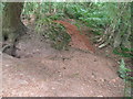 Badger Sett near Crouch Farm