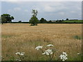 Fields By The A49