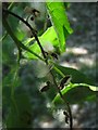 Cottony Seeds of hybrid Black Poplar (Populus canadensis)