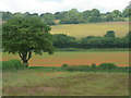 Field with poppies