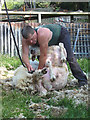 TM0734 : Sheep-shearing: now for the legs by Zorba the Geek