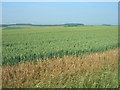 Crop Field, Allison Wold Farm