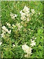 Meadowsweet (Filipendula ulmaria), Higher Marsh