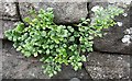 Wall-rue (Asplenium ruta-muraria)