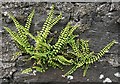 Maidenhair Spleenwort (Asplenium trichomanes)