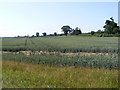 Looking across the fields towards Keeper