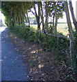 Hedge Laying next to the A12 Main Road