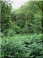 TQ5124 : Cypress Wood by Simon Carey