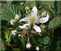 NJ3265 : Bramble (Rubus fruticosus) by Anne Burgess