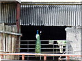 Peacock in a barn