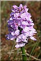 NJ8257 : Heath Spotted Orchid (Dactylorhiza maculata) by Anne Burgess