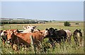 Inquisitive Cattle