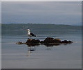 NG4613 : Seagull on a rock by Toby Speight