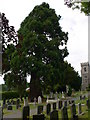 Redwood tree, Aberhafesb churchyard