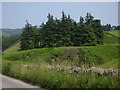 Copse between Devilly Burn and Glensaugh Lodge (July)