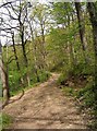 Bridleway going north, near Knowles Mill, Wyre Forest