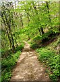 Bridleway in Wyre Forest