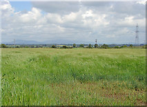 S7971 : Field near Rathoe, Co. Carlow by Dylan Moore