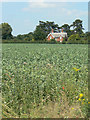 Bean field at Holme Pierrepont