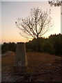 Matchams: trig point, tree and roots