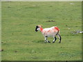 Sheep, at Higher Godsworthy