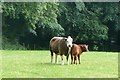 SU6279 : Cattle at Coombe End Farm by Graham Horn