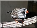 The Zebra Finch, Taeniopygia guttata