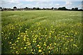 Bassingham barley