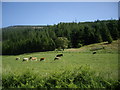NO6879 : Cattle in Strath Finella by Stanley Howe