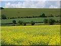 Oil seed rape near Kingston Deverill