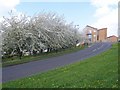 White Blossoms on Black Bank