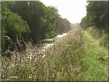 N8142 : Royal Canal towpath gone to seed at Kilbrook, Co. Kildare by JP