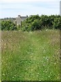 Footpath through a field west of Treen