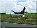 Large Norfolk Chicken