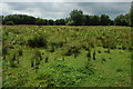 Wetland at Wolvercote