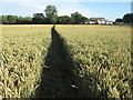 Footpath towards the Dairy