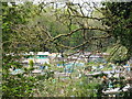 Allotments in Jesmond Vale