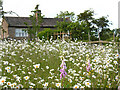 Late spring flowers on Bog Lane