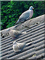 Newburgh: native and alien pigeons on my roof
