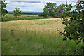 Farmland near Spring Clump