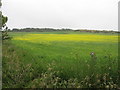 A field of rape north of Garreglwyd