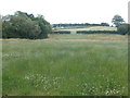 Fields, near Withen Farm